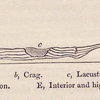 No. 30.  Diagram showing the manner in which the Crage may be supposed to rest on the chalk.