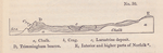 No. 30.  Diagram showing the manner in which the Crage may be supposed to rest on the chalk.