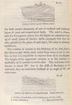 No. 31.  Section of shelly crag near Walton, Suffolk. ; No. 32.  Section at the lighthouse near Happisborough.  Height sixteen feet.