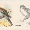 Turtle Dove.