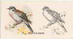 Turtle Dove.