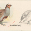 Partridge.