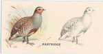 Partridge.