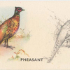 Pheasant.