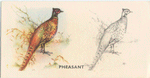 Pheasant.