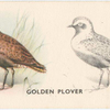 Golden Plover.