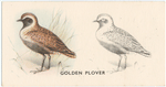 Golden Plover.