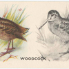 Woodcock.