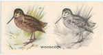 Woodcock.