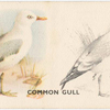 Common Gull.