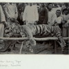 Man-eating tiger. Sibolga, Sumatra