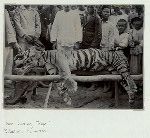 Man-eating tiger. Sibolga, Sumatra