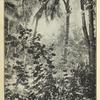Tropical vegetation.