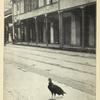 Johnny Crow, Port of Spain, Trinidad.