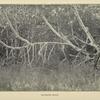 Mangrove roots.