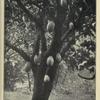 Cacao tree.