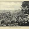Mangoes and banana plants, St. Lucia.