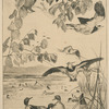 Vanneaux et sarcelles.