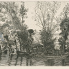 Les saules des Mottiaux.