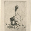 [Le jars.]