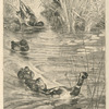 Ébats de canards.