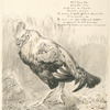 Le vieux coq.