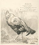 Le vieux coq.