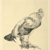 Le vieux coq.