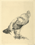 Le vieux coq.