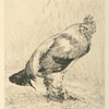 Le vieux coq.