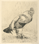 Le vieux coq.