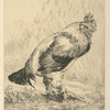Le vieux coq.