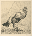 Le vieux coq.