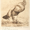 Le vieux coq.