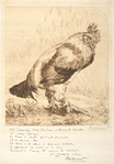 Le vieux coq.