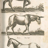 Asinus, esel; Asinus, esel; Mulus, Maul esel.