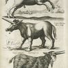 Onager, Wald Esel ; Lupus Marinus, Meer Wolff ; Capra Sijluestris, Wild Geiss art.