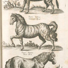 Zebra Indica, Indianisck Maulthier; Equus Indicus, Indianisck Pferd; Equus Hirfutus, Rauh Pferd.