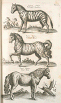 Zebra Indica, Indianisck Maulthier; Equus Indicus, Indianisck Pferd; Equus Hirfutus, Rauh Pferd.