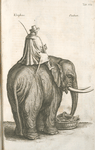 Elephas; Elephant.