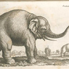 Elephas; Elephant.