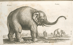 Elephas; Elephant.