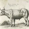 Taurus Castratus Bos; Verschnittener Ochs.