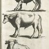 Bos Domesticus.