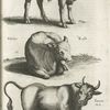Bos, Stier, Iunger Ochs; Vitulus Kalb; Taurus, Ochs.