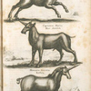 Monoceros Unicornu, Einhorn; Capricorns Marin, Meer Steinbock; Monoceros Unicornu, Einhorn.