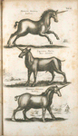 Monoceros Unicornu, Einhorn; Capricorns Marin, Meer Steinbock; Monoceros Unicornu, Einhorn.