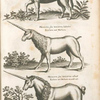 Onager Aldro, Wald Esel; Monoceros seu unicornu iubatus, Einhorn mit Mähnen. ; Mononceros seu unicornu aliud, Einhorn mit Mähnen ein andr art.