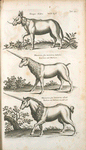 Onager Aldro, Wald Esel; Monoceros seu unicornu iubatus, Einhorn mit Mähnen. ; Mononceros seu unicornu aliud, Einhorn mit Mähnen ein andr art.
