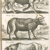 Bison, Wilder Ochs Wisent; Bubalus Indicus; Vacca Indica.